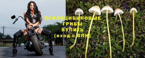 прущие грибы Елабуга